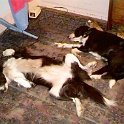 Snoopy and Sally